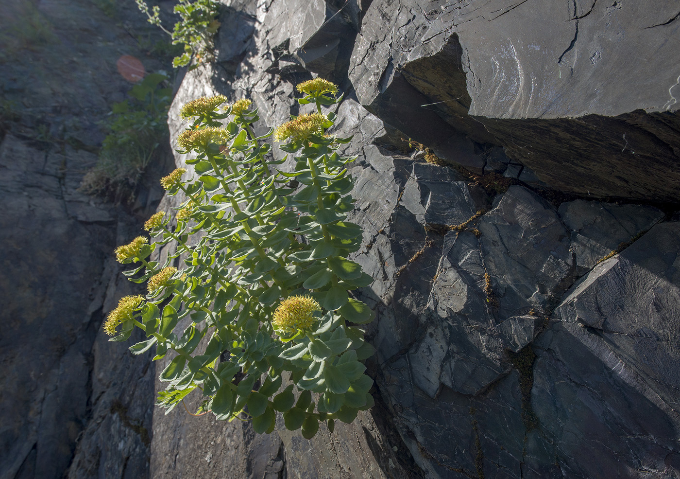Image of Rhodiola rosea specimen.