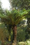 Dicksonia squarrosa. Взрослое растение. США, Калифорния, Сан-Франциско, ботанический сад. 28.02.2014.