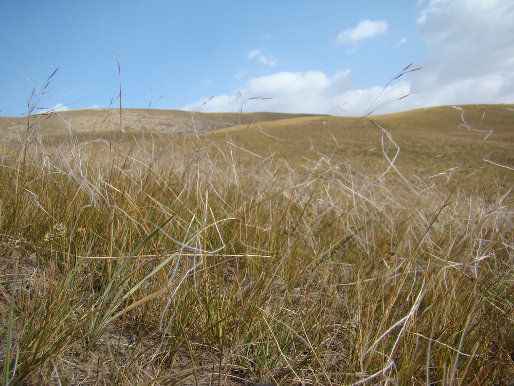 Image of Stipa purpurea specimen.