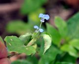 Commelina benghalensis. Верхушка побега с соцветием. Андаманские острова, остров Нил, опушка прибрежного леса. 03.01.2015.