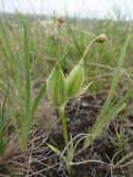 Iris pineticola