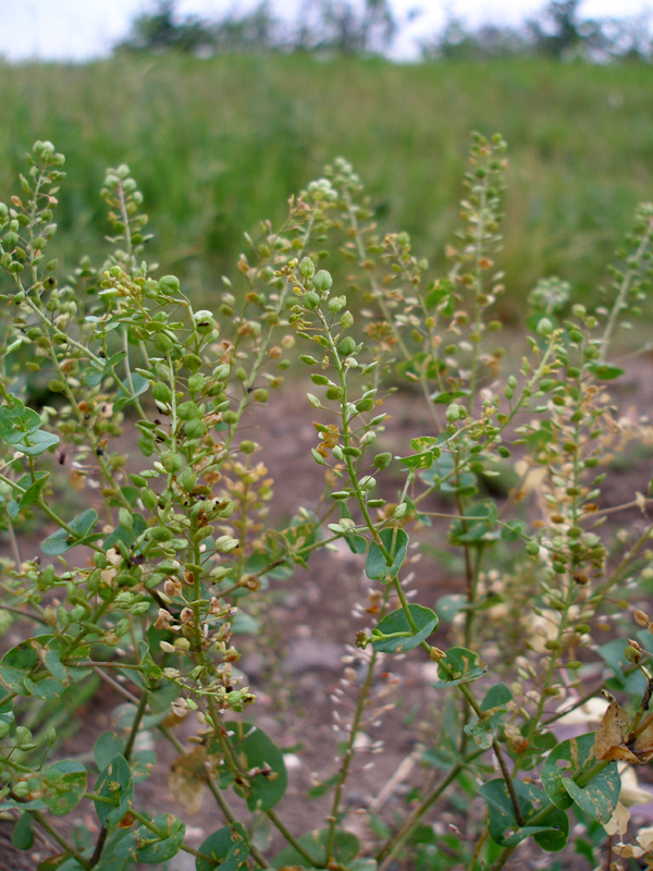 Изображение особи Lepidium perfoliatum.