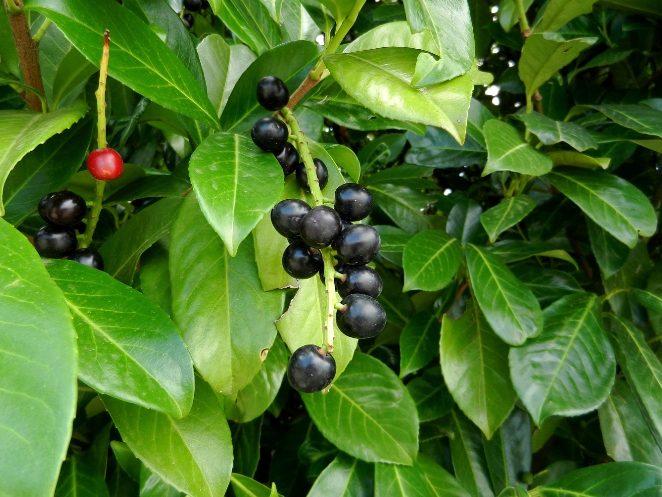 Image of Lauro-cerasus officinalis specimen.