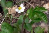 Fragaria vesca