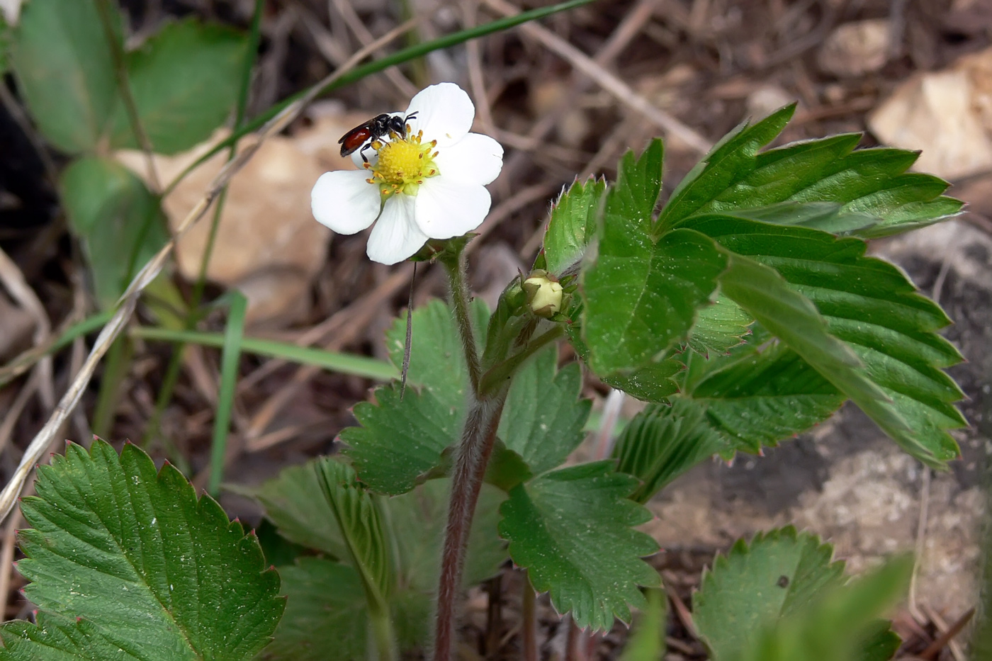 Изображение особи Fragaria vesca.