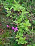 Rhododendron dauricum