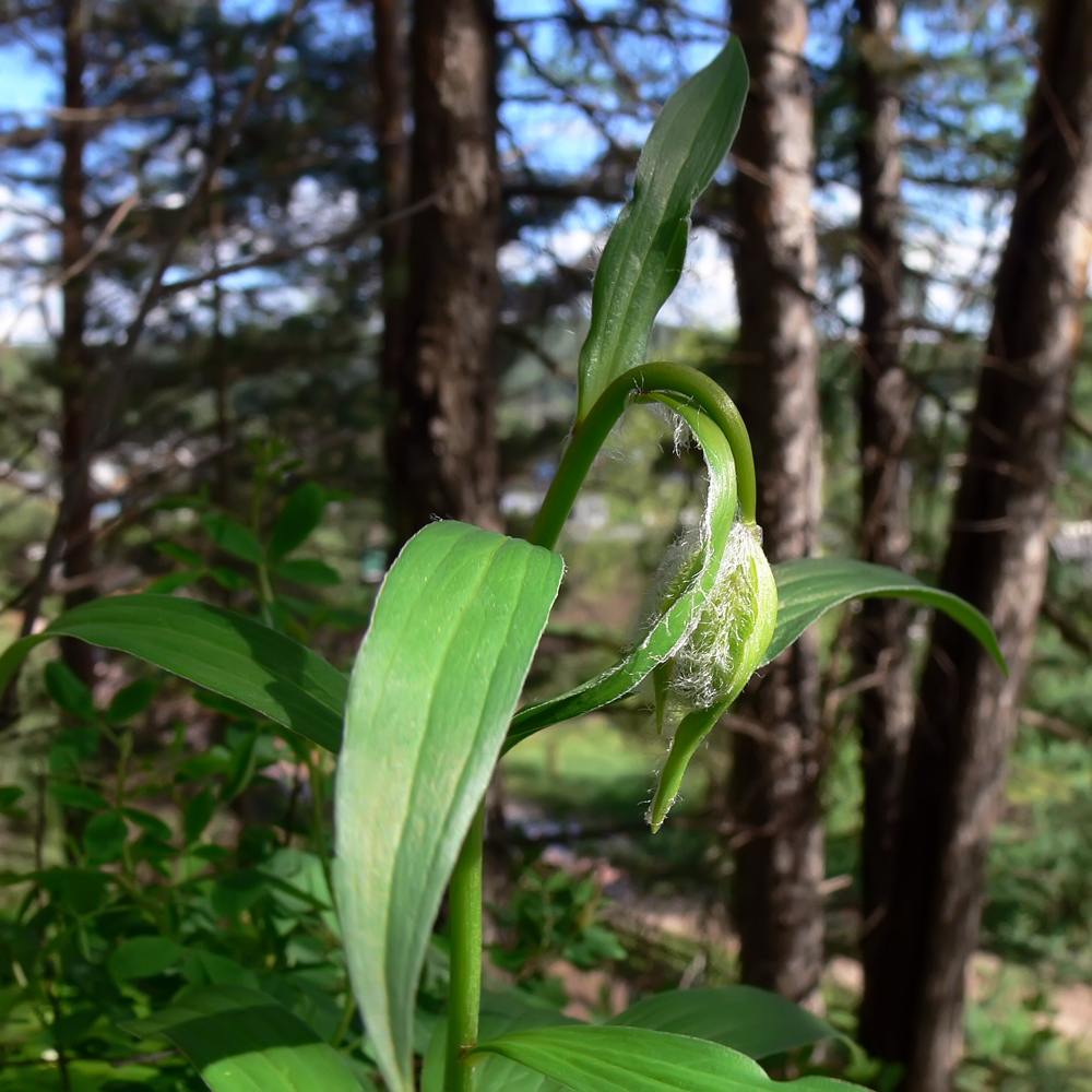 Изображение особи Lilium pilosiusculum.