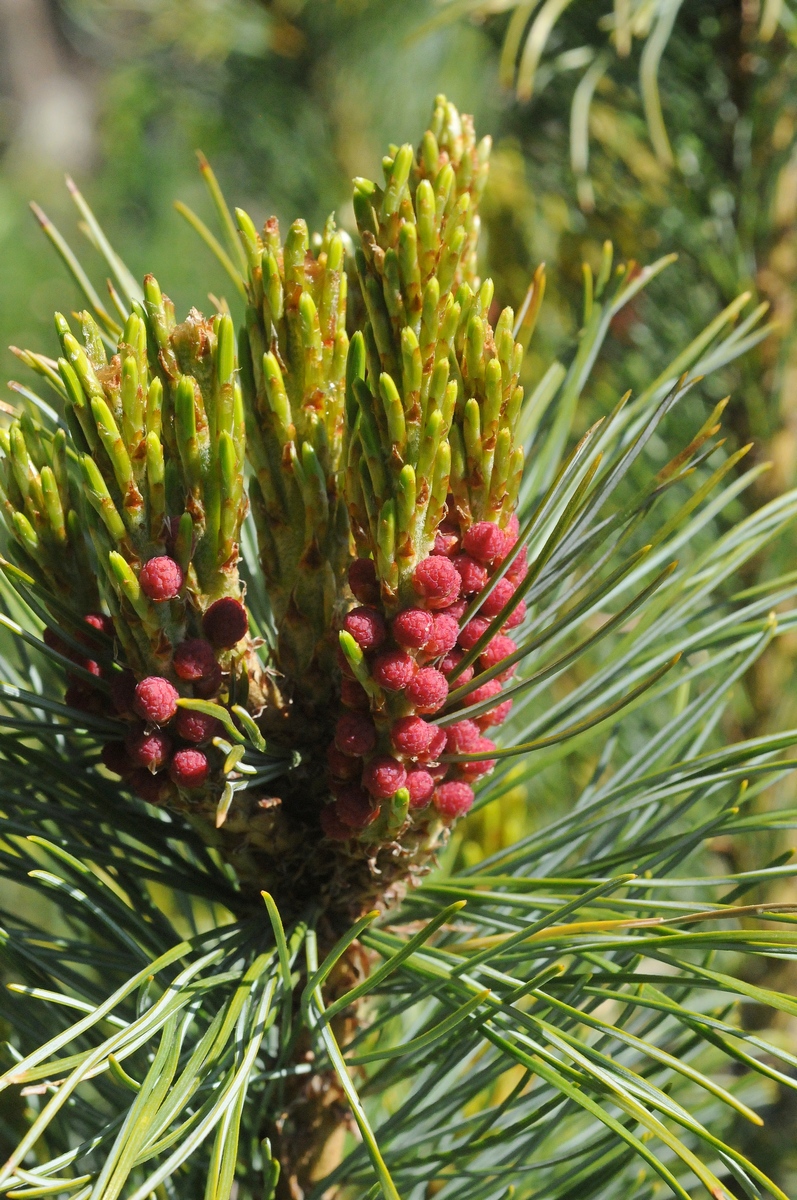 Image of Pinus pumila specimen.