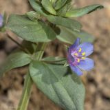 Anagallis arvensis. Часть стебля с листьями и цветком. Крым, с. Андреевка, морской пляж, глина. 07.06.2015.