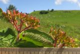 Viburnum lantana. Соплодия с незрелыми плодами и листья. Адыгея, Кавказский биосферный заповедник, хр. Каменное Море, выс. ≈ 2000 м н.у.м., на верхней границе леса. 19.07.2015.