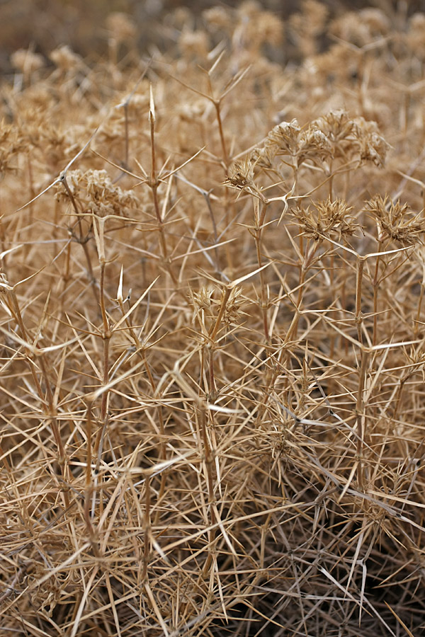 Image of Acanthophyllum pungens specimen.