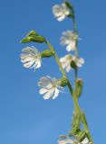 Silene dichotoma