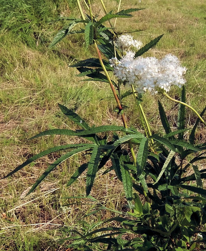 Изображение особи Filipendula angustiloba.
