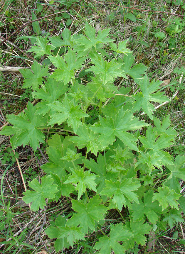 Изображение особи род Delphinium.