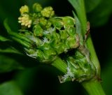 Rumex spinosus