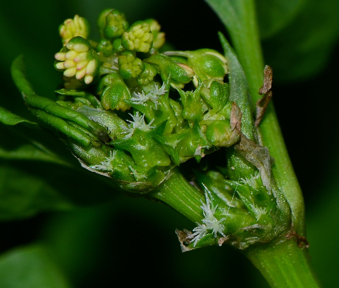 Изображение особи Rumex spinosus.