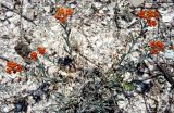 Helichrysum tenderiense. Зацветающее растение на морской косе. Украина, Херсонская обл., Голопристанский р-н, Черноморский биосферный заповедник, о-в Тендровская Коса. 25 мая 2007 г.