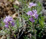 Dendroarabis fruticulosa. Верхушки цветущих растений. Казахстан, Восточно-Казахстанская обл., долина р. Кальджир, 4-е ущелье, горное плато над рекой. Начало мая 2013 г.