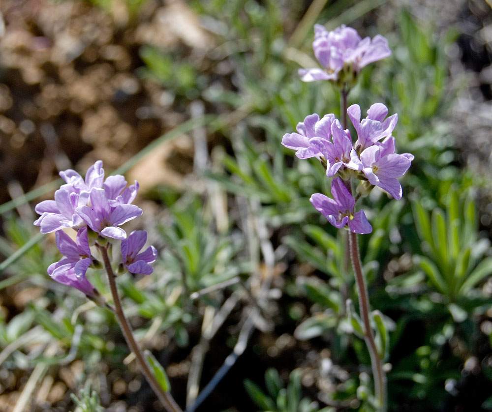 Изображение особи Dendroarabis fruticulosa.