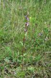 Gentianella amarella