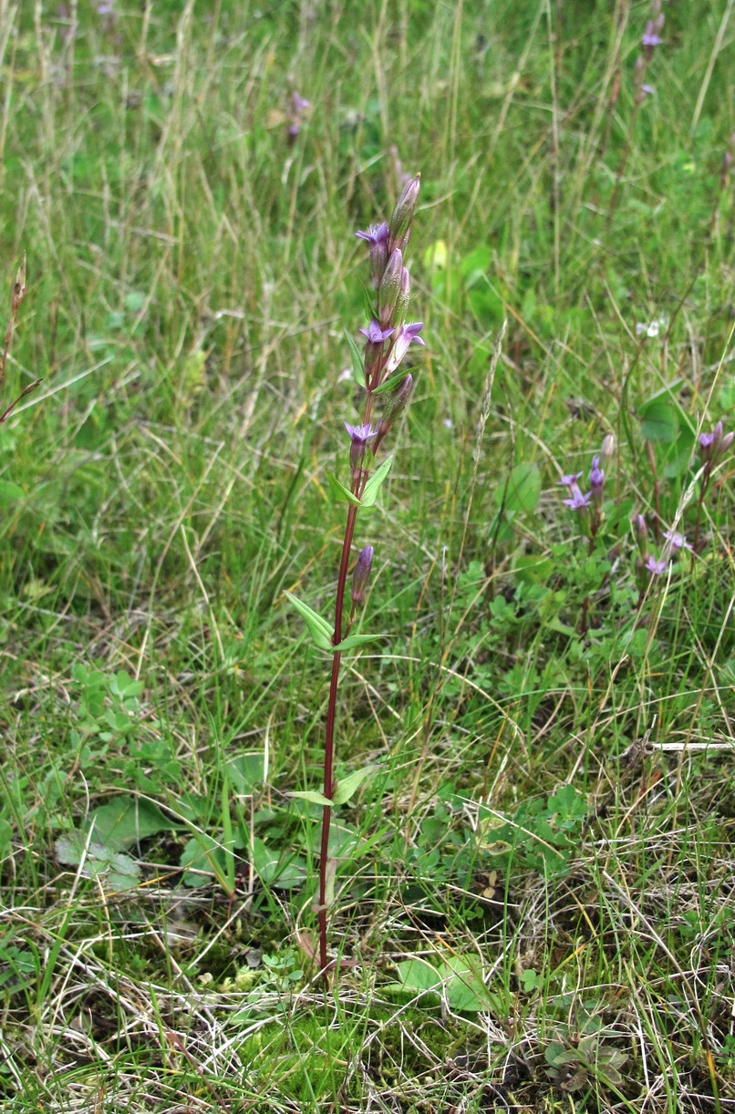 Изображение особи Gentianella amarella.