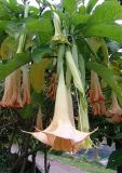 Brugmansia arborea