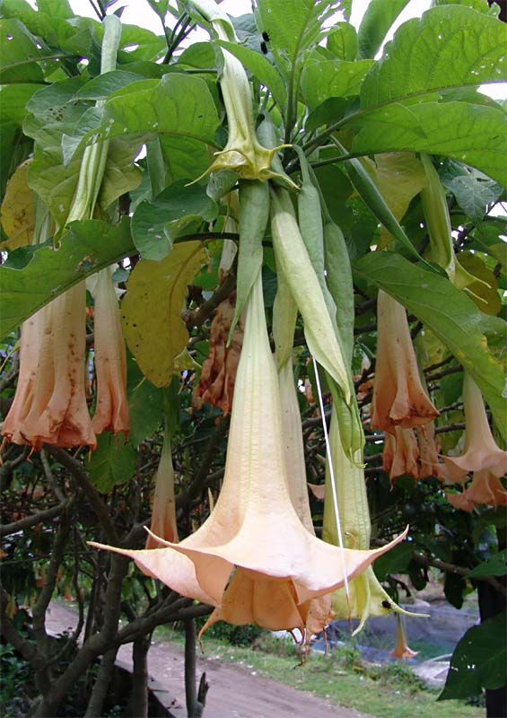 Изображение особи Brugmansia arborea.