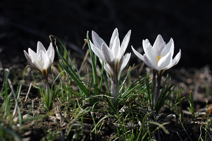 Изображение особи Crocus alatavicus.