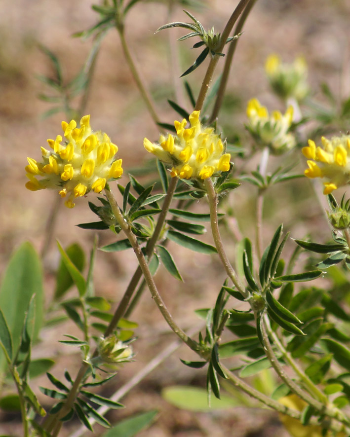 Image of Anthyllis vulneraria specimen.