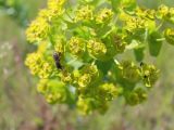 Euphorbia agraria