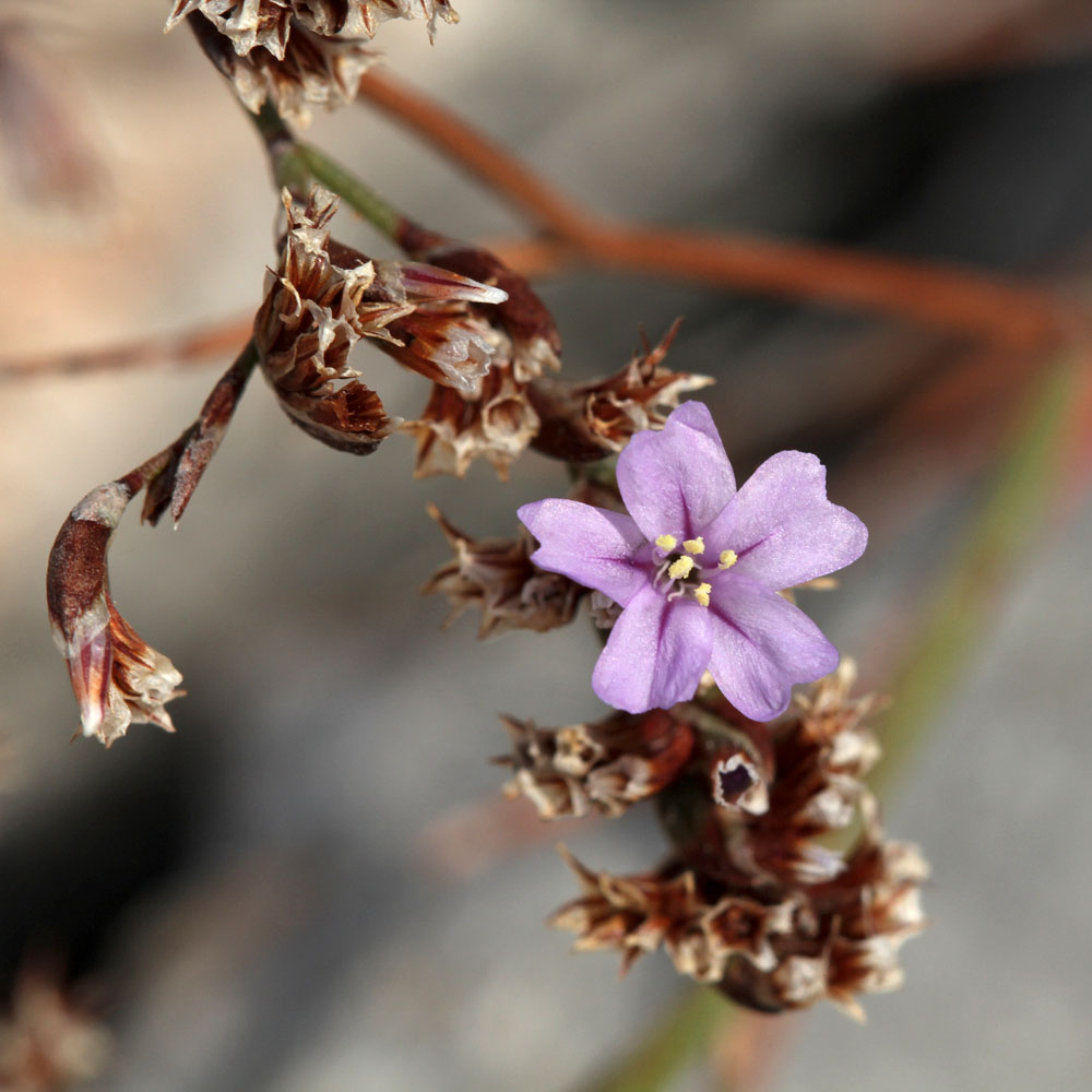 Изображение особи Limonium virgatum.