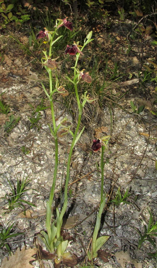 Изображение особи Ophrys mammosa.