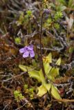 Pinguicula vulgaris. Цветущее растение в сырой горной тундре. Окрестности Мурманска, конец августа 2008 г.