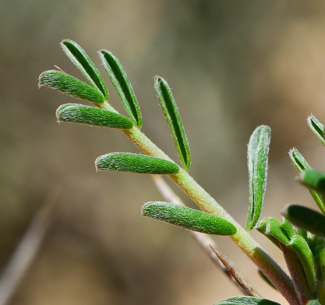 Изображение особи Astragalus spinosus.