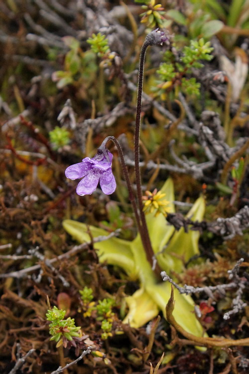 Изображение особи Pinguicula vulgaris.