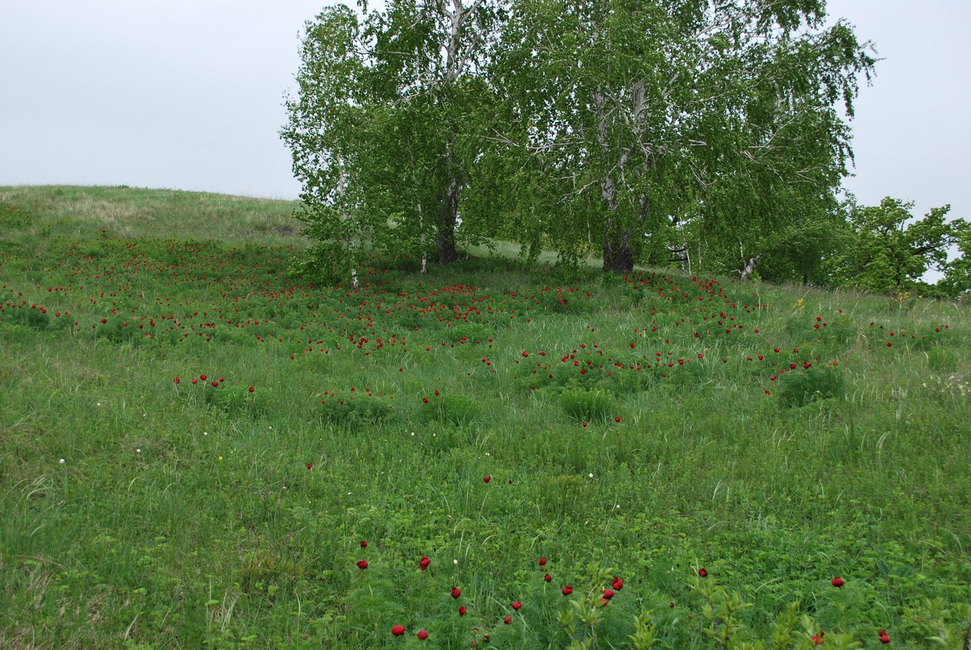 Изображение особи Paeonia tenuifolia.