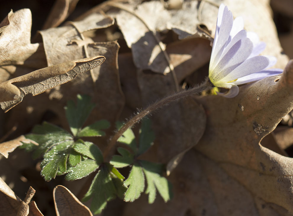 Изображение особи Anemone blanda.