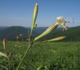 Silene italica