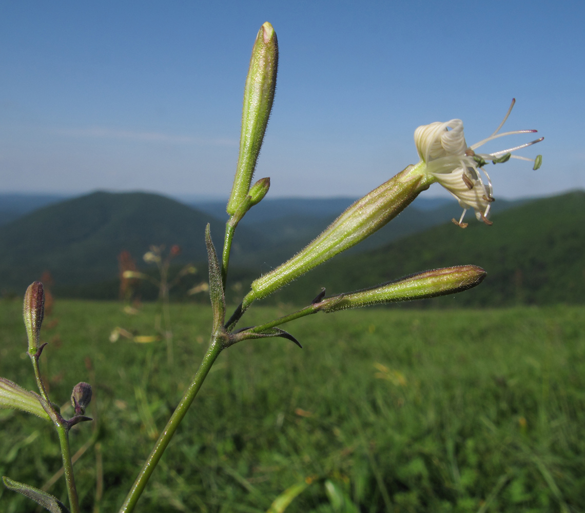 Изображение особи Silene italica.