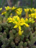 Sedum acre