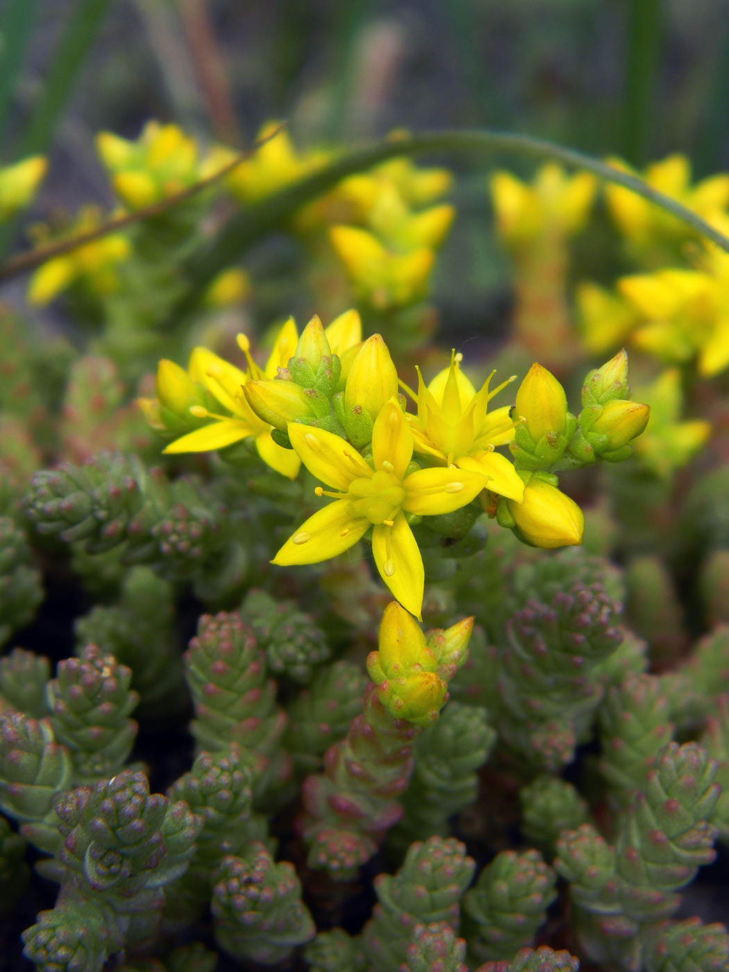 Image of Sedum acre specimen.