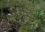 Cerastium glutinosum