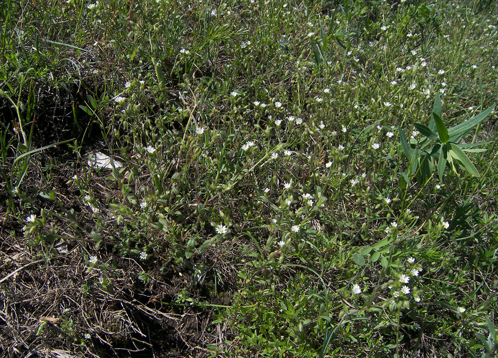 Изображение особи Cerastium glutinosum.