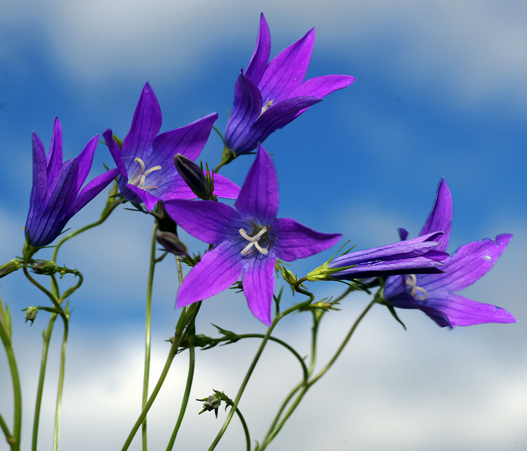Image of Campanula patula specimen.