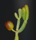 Tetraena fontanesii