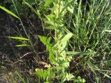 Sisymbrium loeselii. Нижняя часть стебля с листьями. Тверь, мкр-н Южный, пустырь. 01.06.2016.