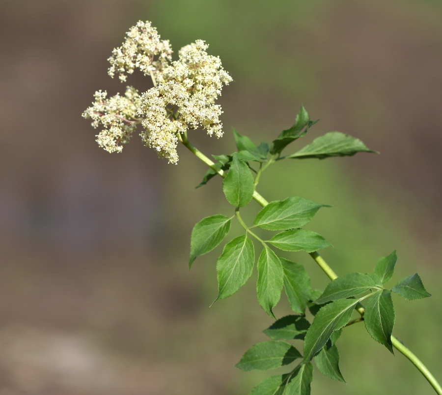 Изображение особи Sambucus williamsii.