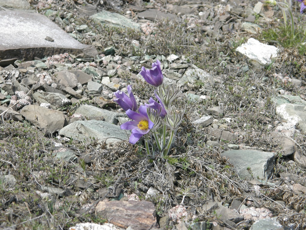 Изображение особи Pulsatilla turczaninovii.