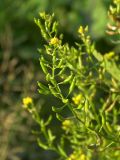 Rorippa palustris