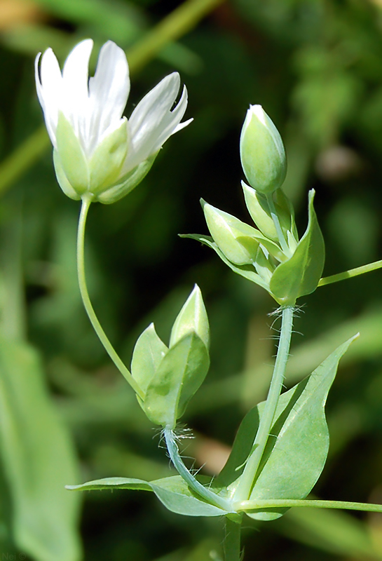 Изображение особи Cerastium davuricum.